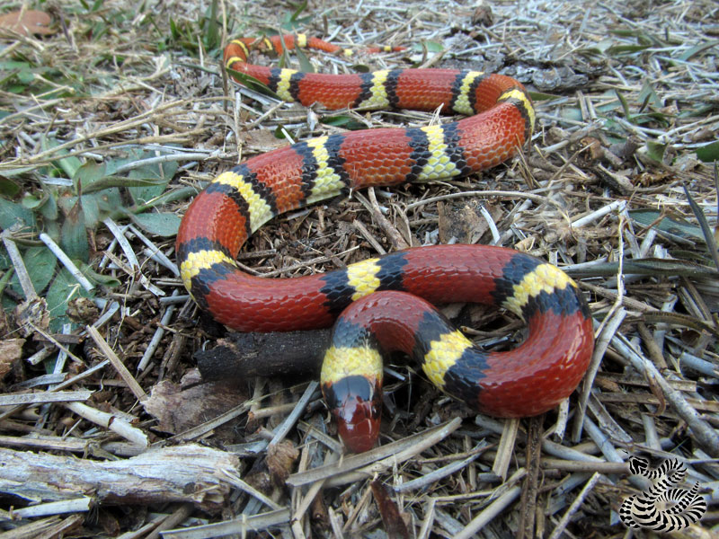 Lampropeltis elapsoides, the scarlet kingsnake