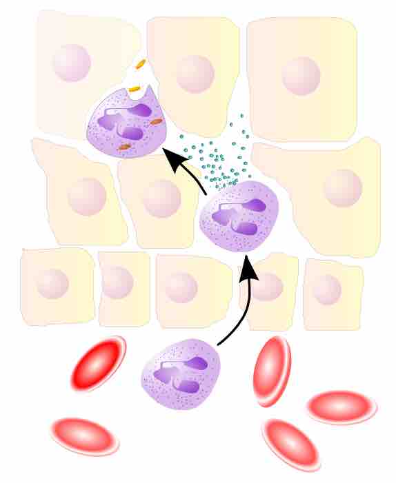 Neutrophils