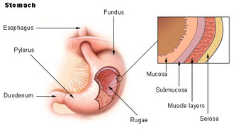 Illu stomach2