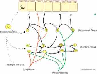 Neural control gut