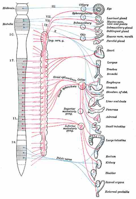 The subdivisions of the autonomic nervous system