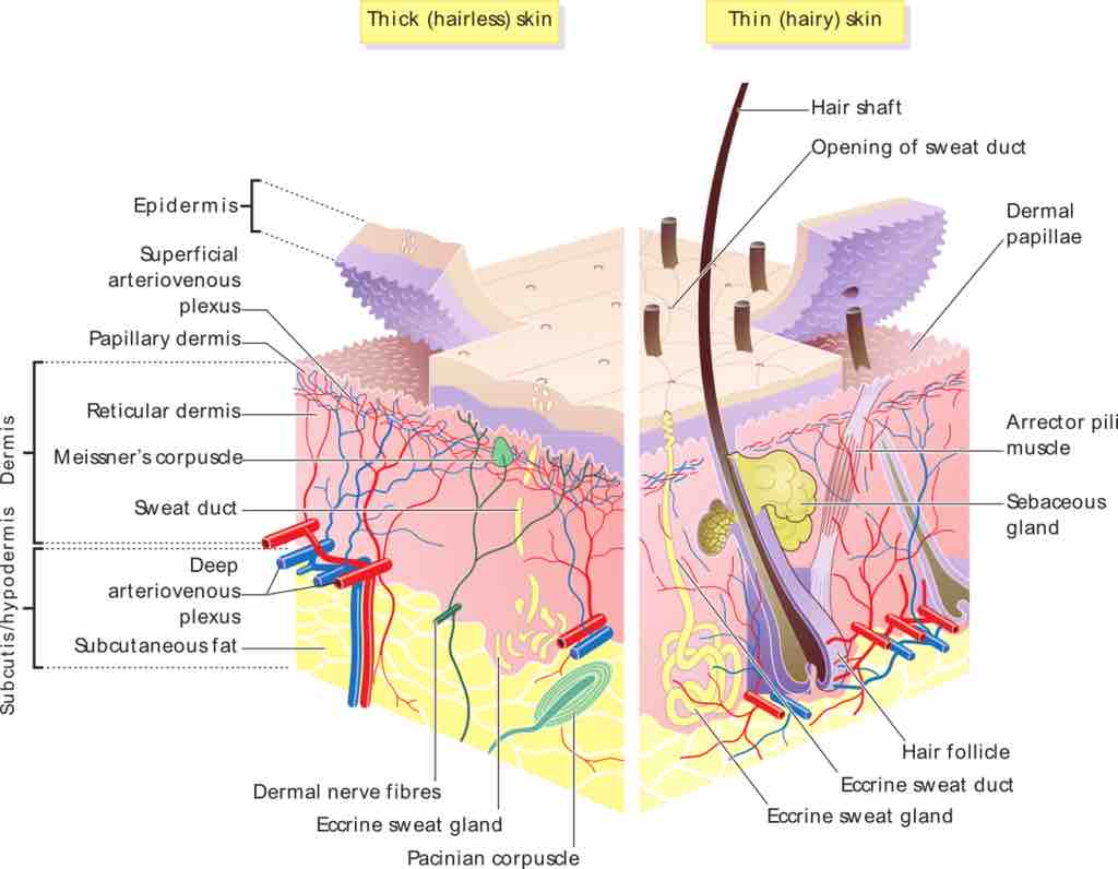 Skin overview