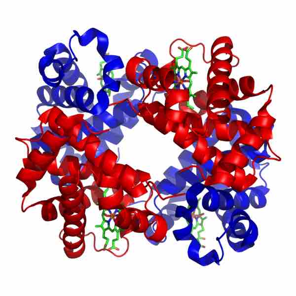 Quaternary structure: hemoglobin