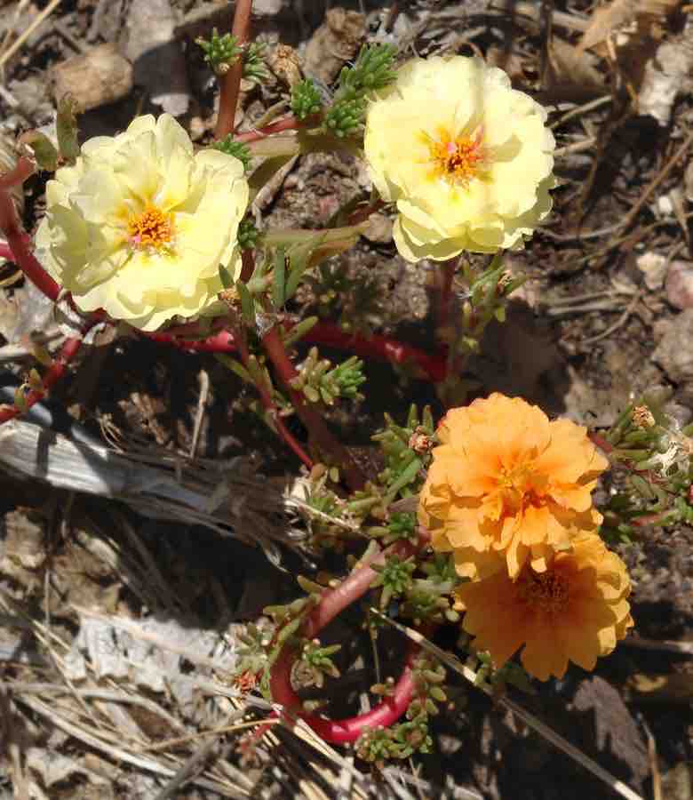 Mutation in a garden rose