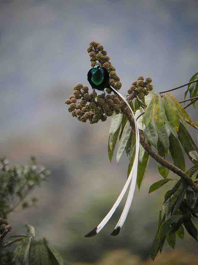 A male bird of paradise