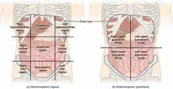 Abdominal quadrant regions