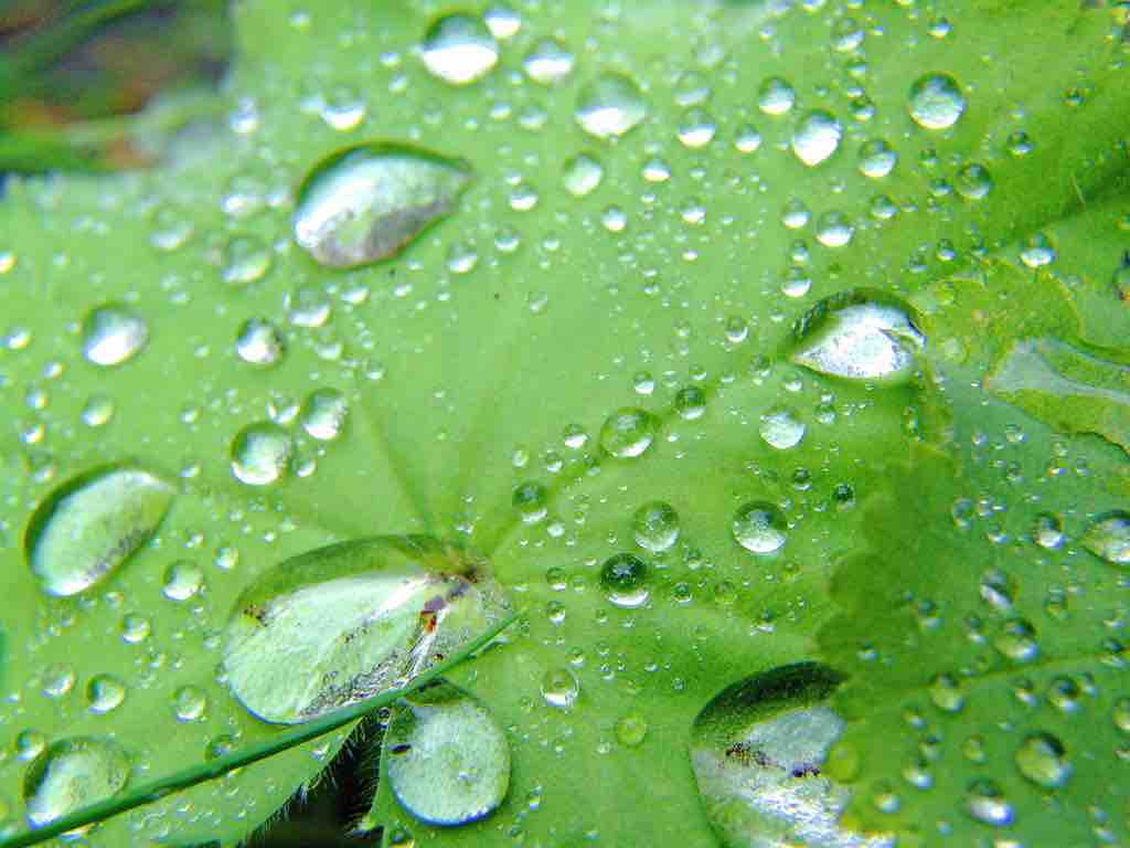 Water droplets on a leaf