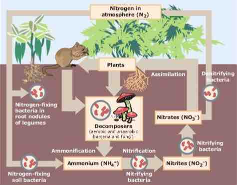 The Nitrogen Cycle