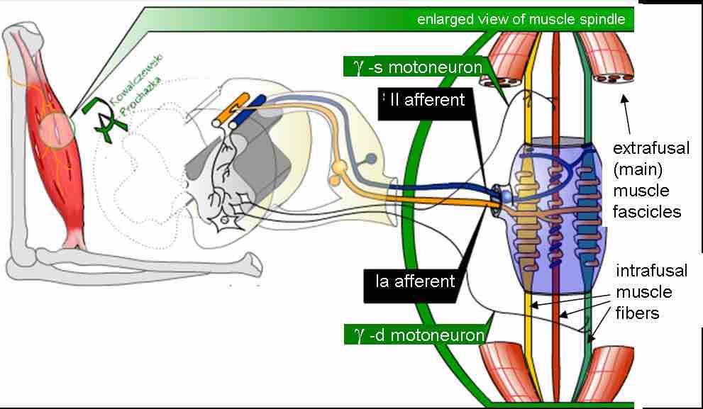 Muscle spindle