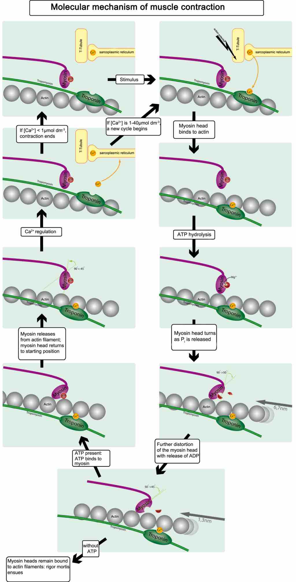 Figure 3. Muscle contraction and actin–myosin interactions