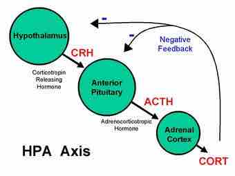 Basic hpa axis