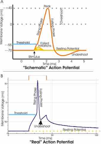 Action potential vert