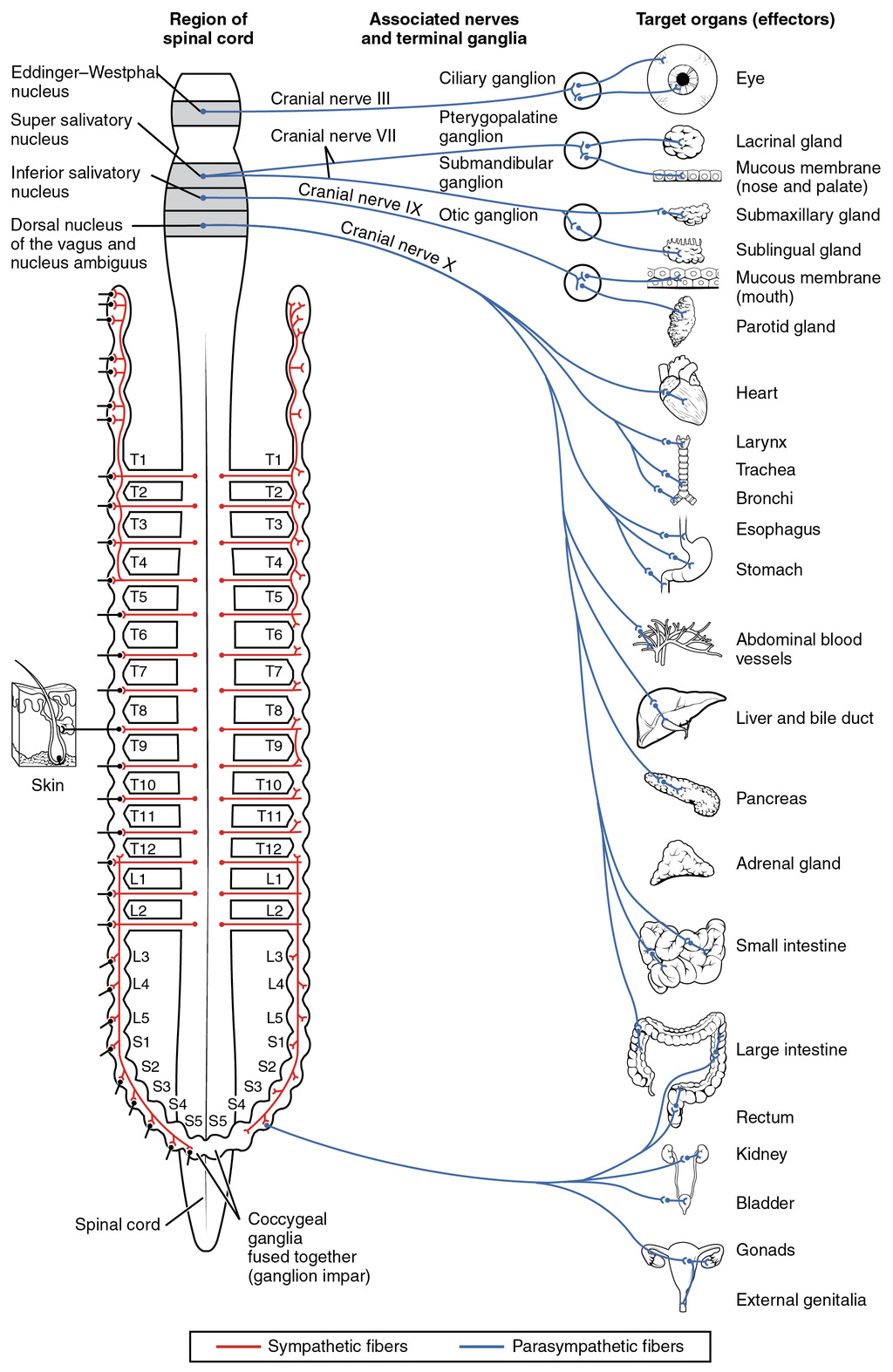 Nerve innervation of the autonomic nervous system