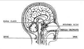 Pineal gland