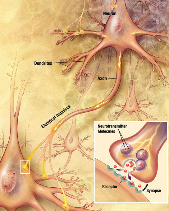 Structure of a nerve cell