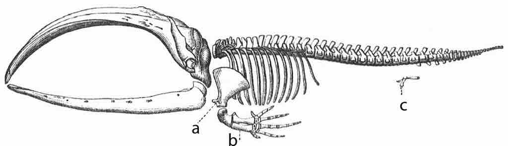 Whale Skeleton