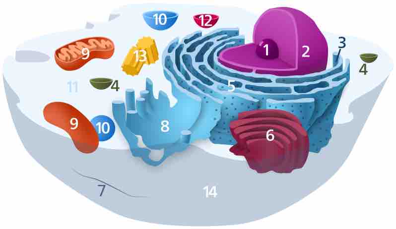 Animal Cell