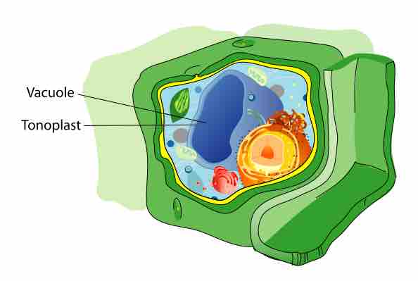 Plant Cell Structure