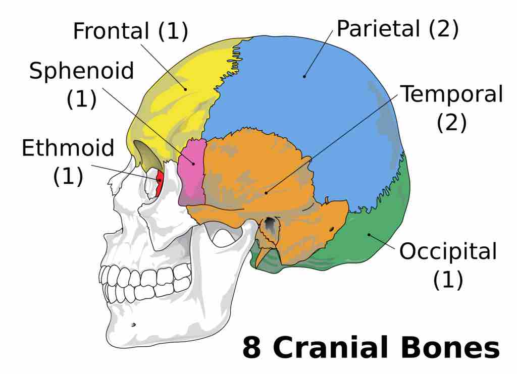 Components of neurocranium