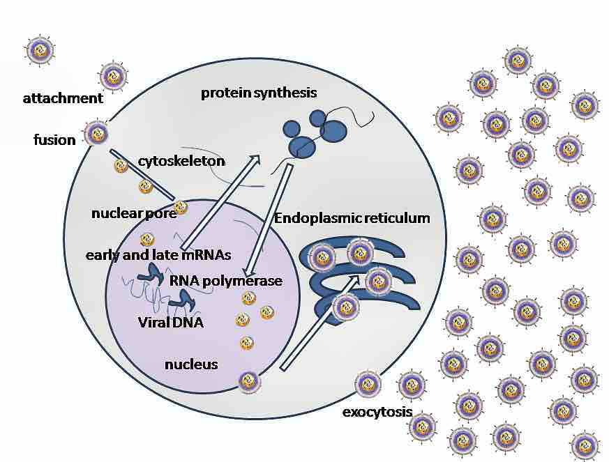 HSV replication