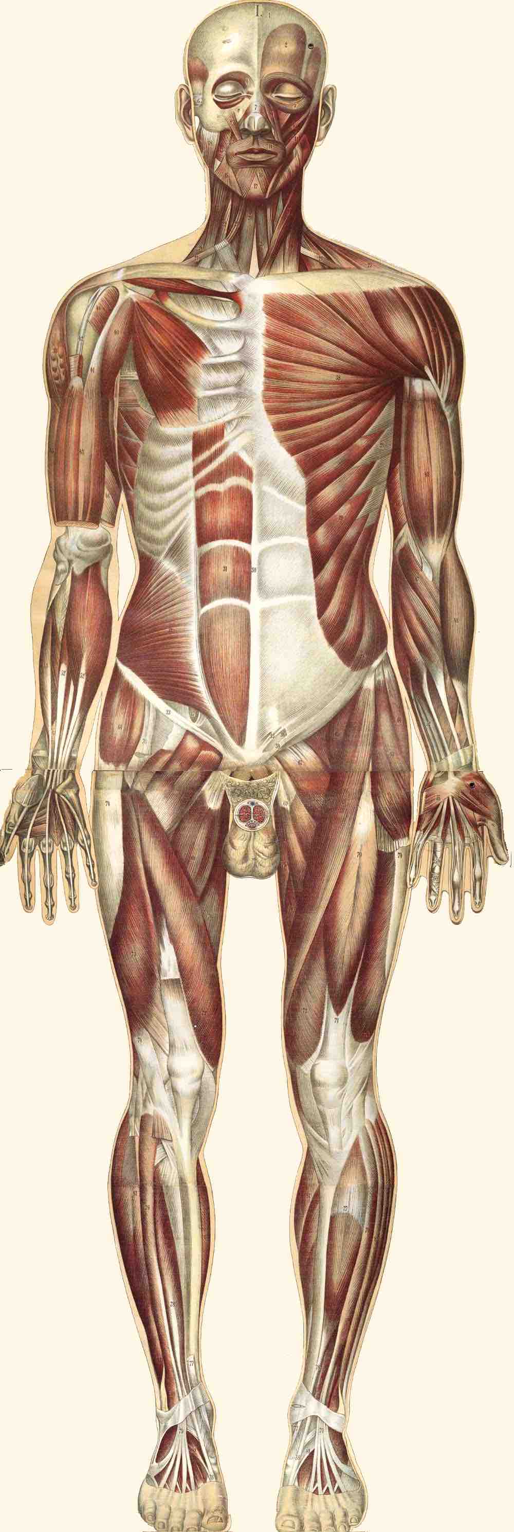 The muscular system