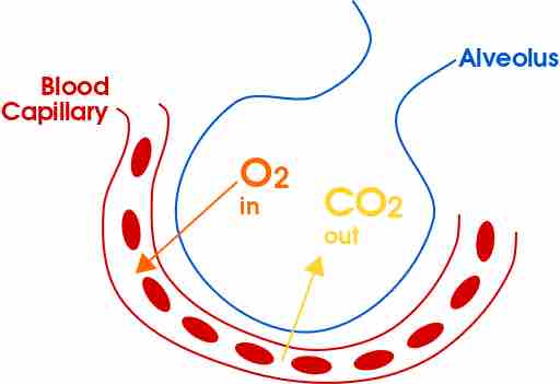 Gas exchange in the alveolus