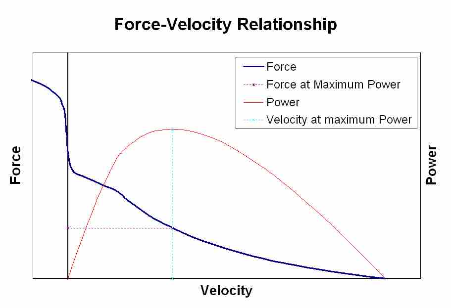 Force-Velocity Relationship