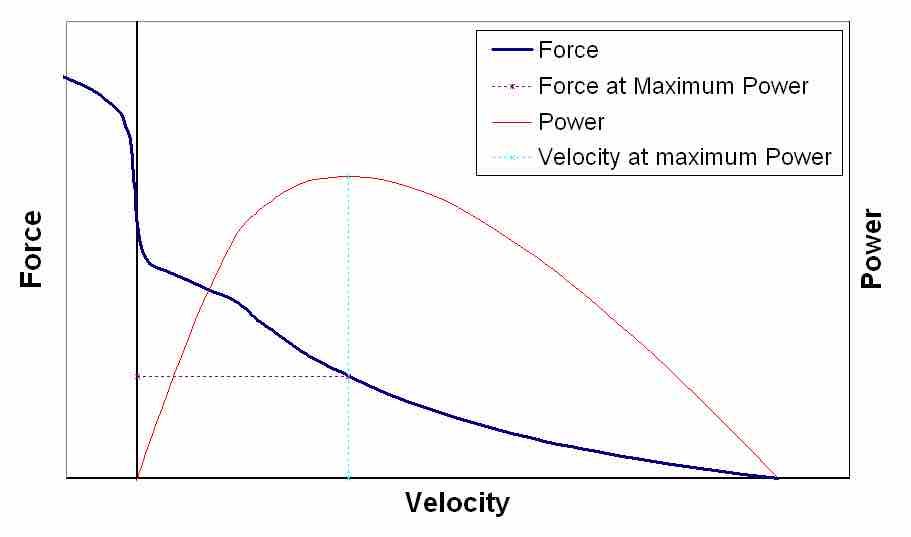 
Force-Velocity Relationship