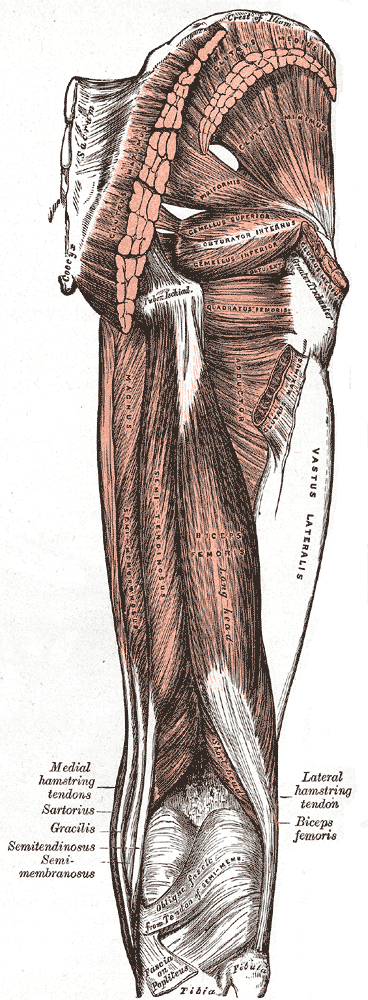 Key muscles of the hip