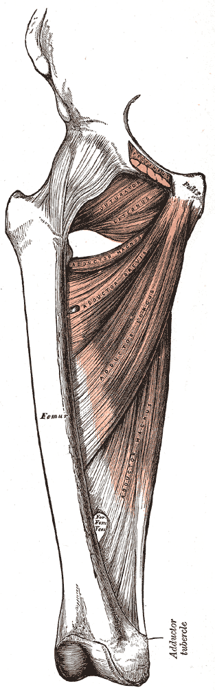 Adductor Group Muscles