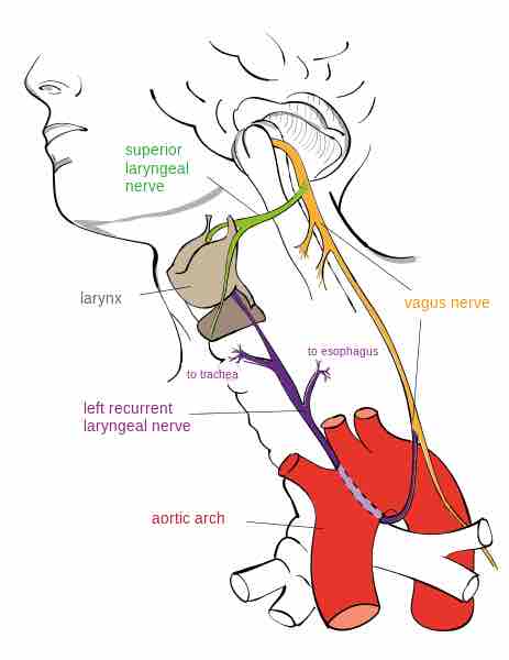 Vagus nerve