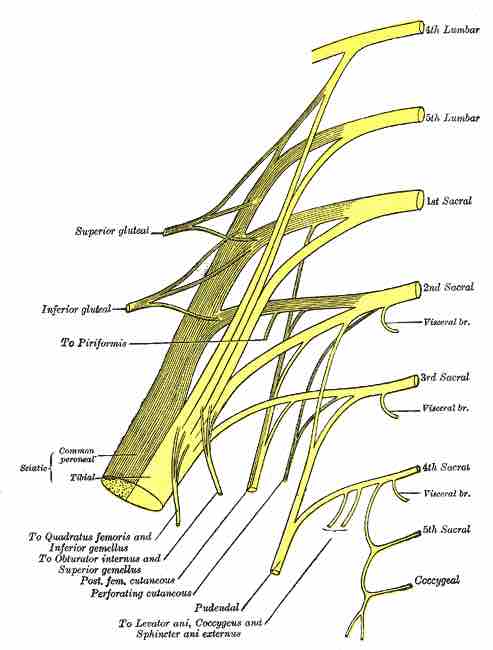 The sacral plexus