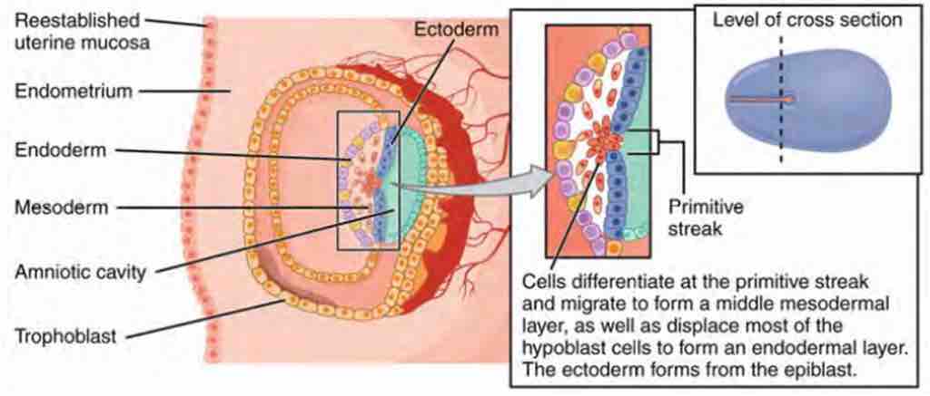 Gastrulation