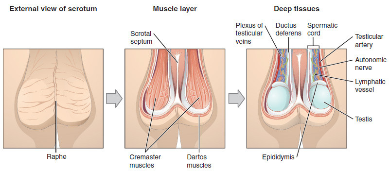 The scrotum