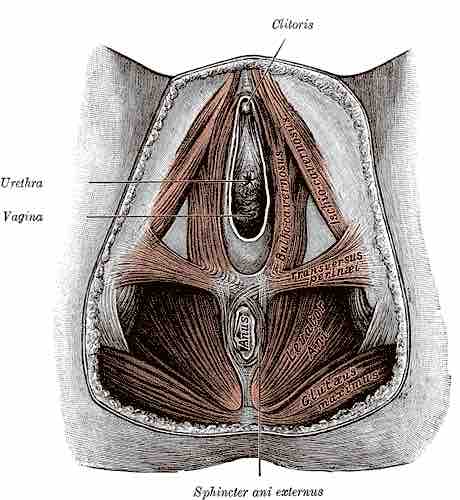 Perineum Illustration