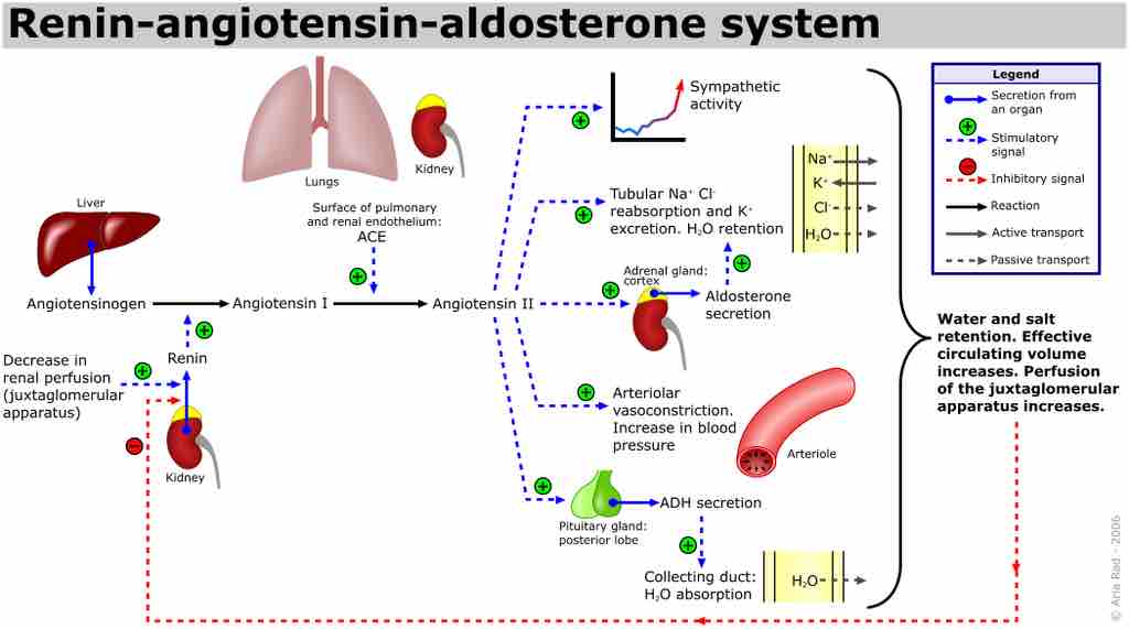 The renin-angiotensin pathway