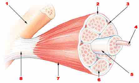 Skeletal Muscle