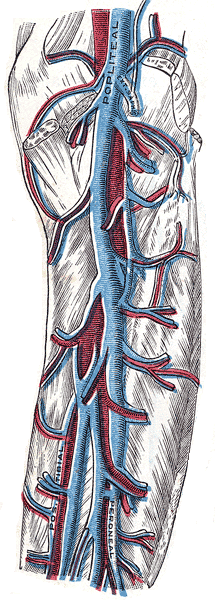 Veins of the lower extremities