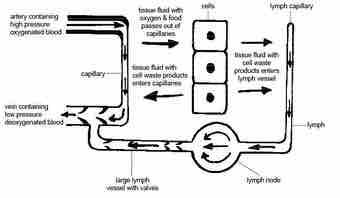 F animals lymphatic system