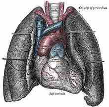 The human lungs flank the heart and great vessels in the chest cavity