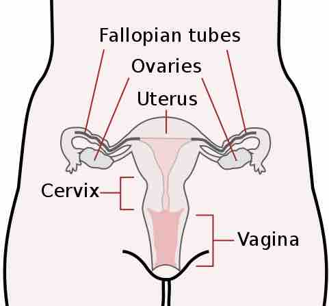 Vagina