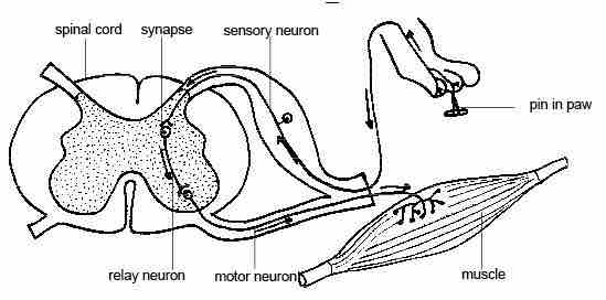 Reflex arc