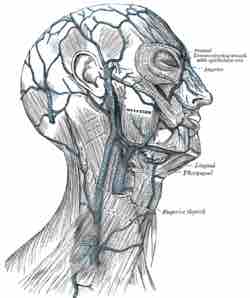 Veins of the Head and Neck