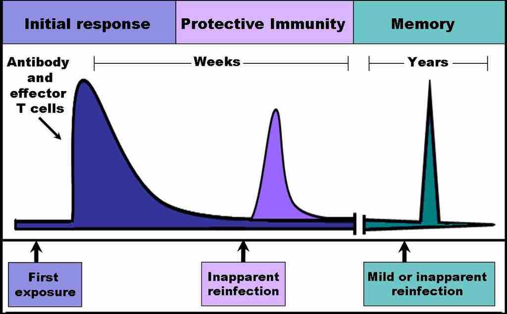 Immune response