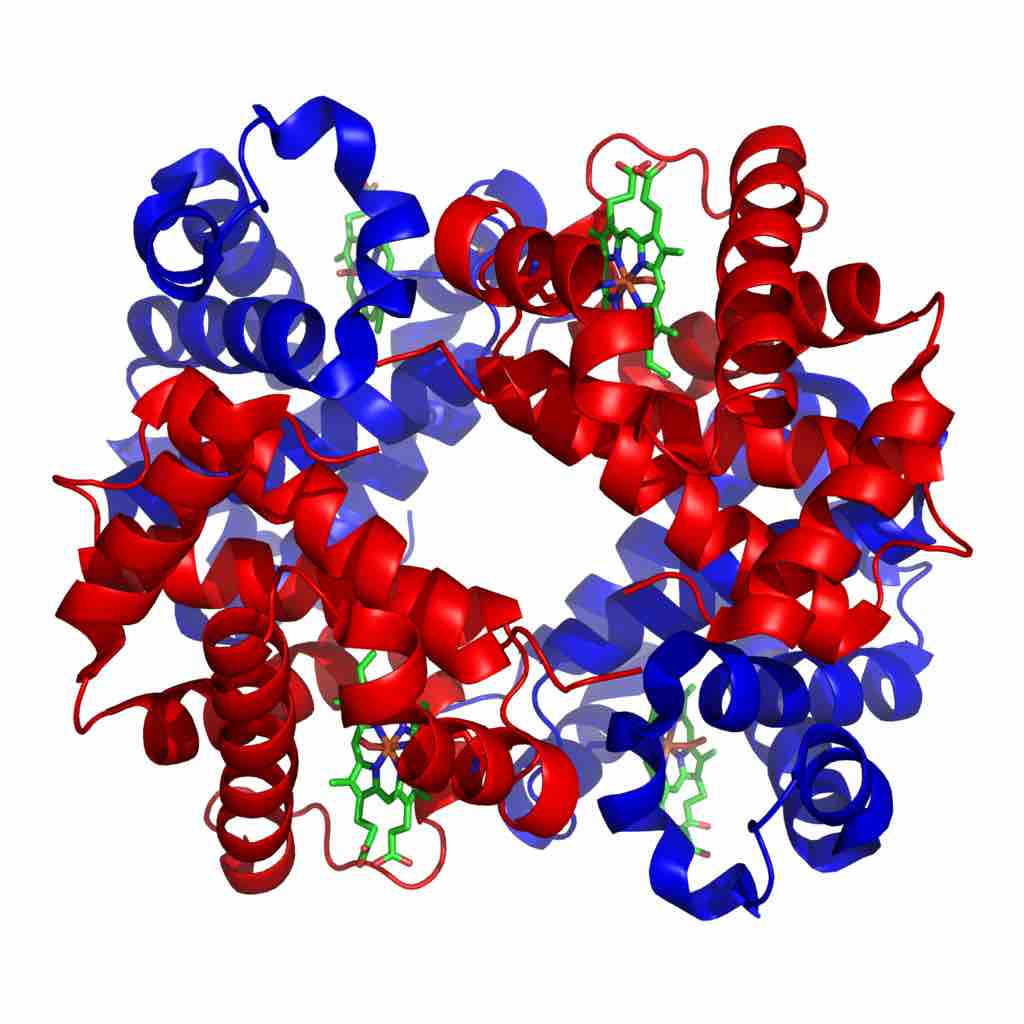 Structure of human hemoglobin