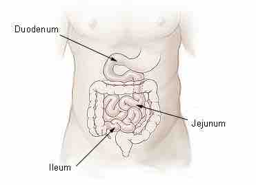 Small Intestine