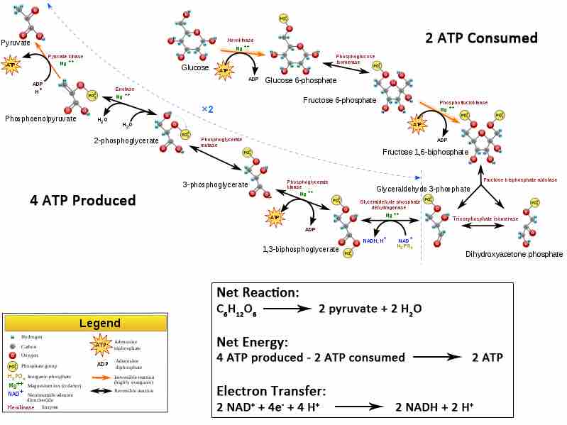 Glycolysis produces 2 ATP, 2 NADH, and 2 pyruvate molecules