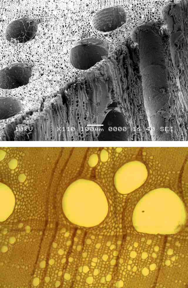 Tracheids and vessel elements