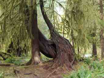 Hoh rain forest trees