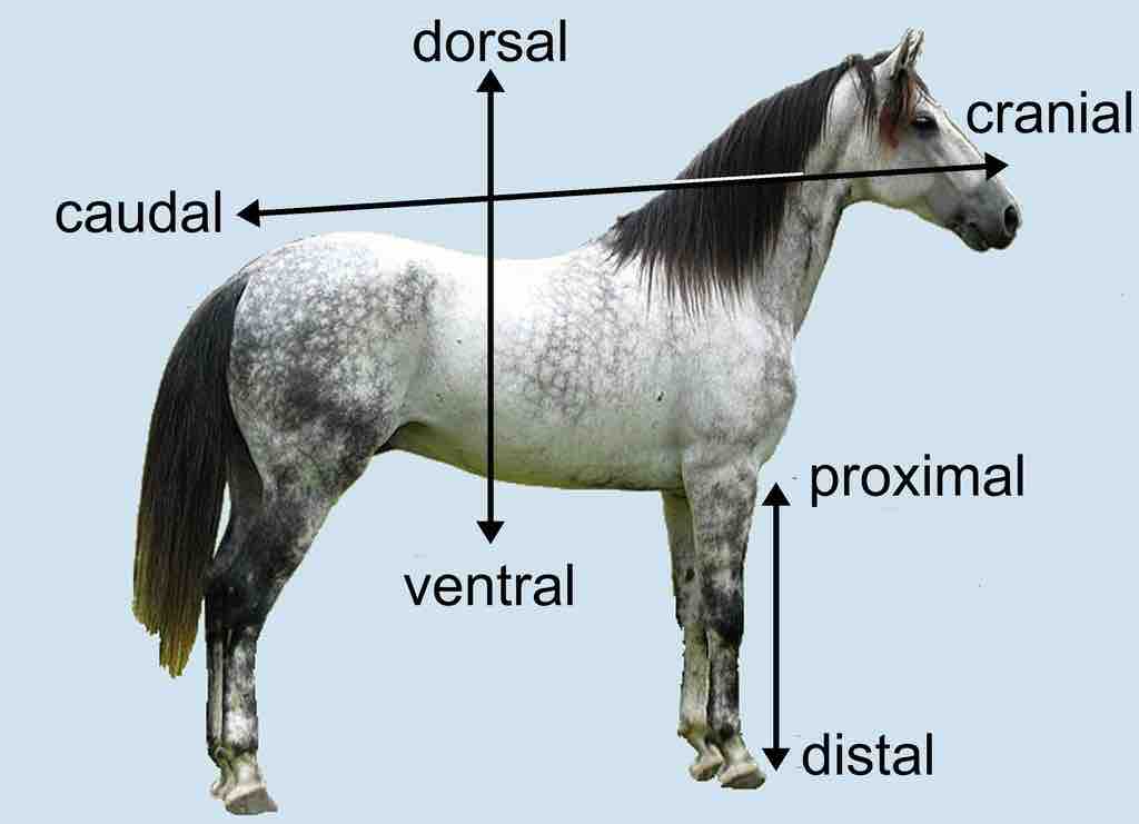 Diagram of anatomical terms